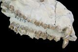 Oreodont (Merycoidodon) Partial Skull - Wyoming #95062-6